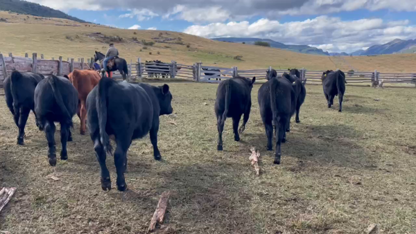 Lote 33 Ternera en XI Región Aysén, Coyhaique