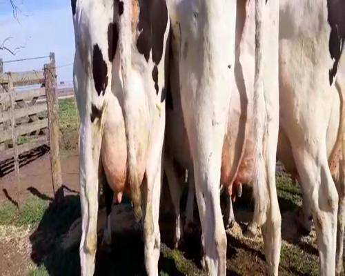 Lote Vacas en produccion Hornero Chico 7