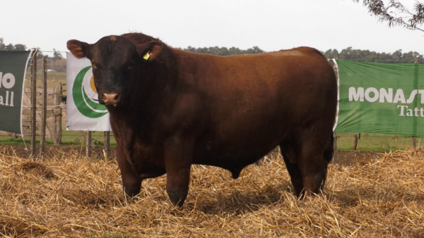 Lote TOROS PUROS POR CRUZA