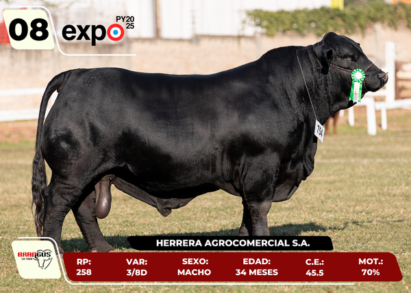 Lote LOTE 8