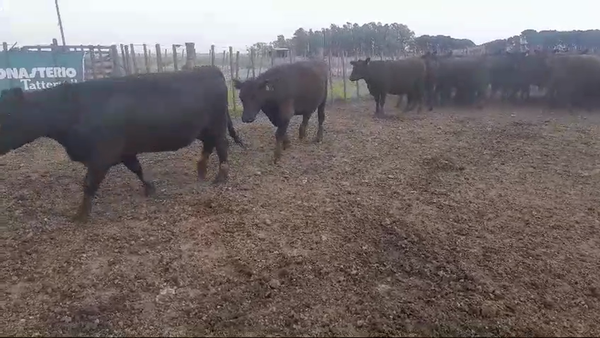 Lote 40 Vaquillonas C/ gtia de PÑ en Tres Arroyos