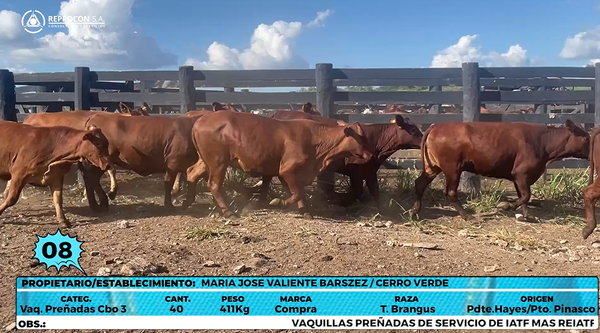 Lote LOTE 8