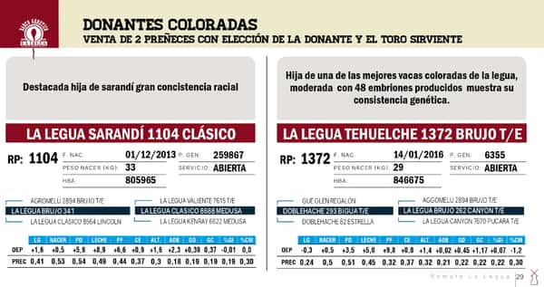 Lote DONANTES