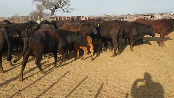 Lote 37 Vacas C/ cria Brangus en Las Varillas, Córdoba