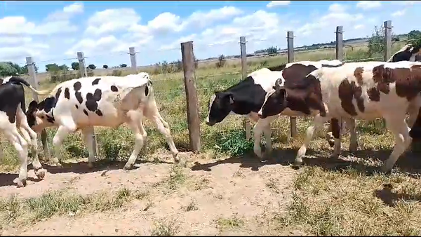 Lote 17 Terneros Hol a remate en Pantalla Camy en Mundo Azul