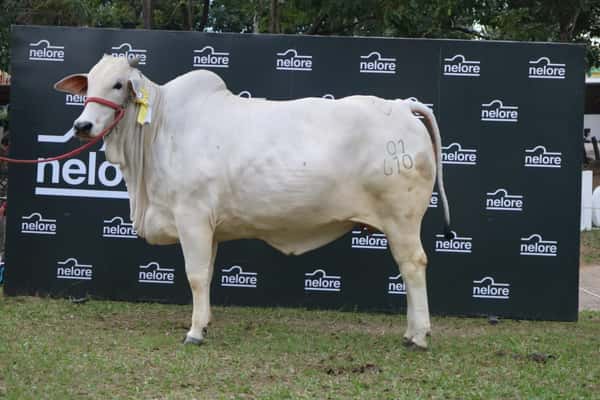 Lote Nelore a Bozal Expo Internacional 2022 RP 610- Lote 9