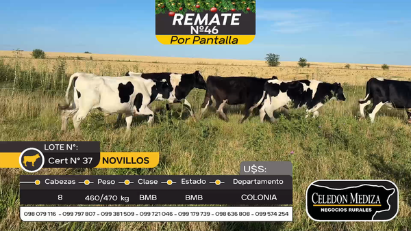 Lote 8 Novillos Holando en Estanzuela, Colonia