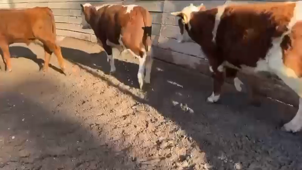 Lote 39 Novillo Engorda en Pirque, Región Metropolitana