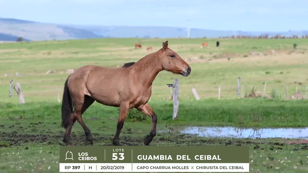 Lote GUAMBIA DEL CEIBAL