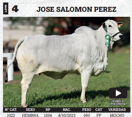 Lote LOTE 4 - BOZAL