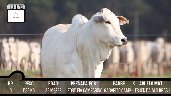 Lote LOTE 19