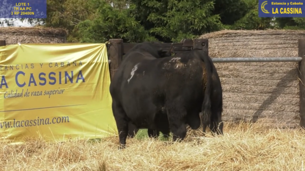 Lote TOROS ANGUS PURO CONTROLADO