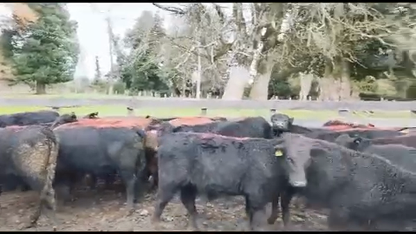 Lote 50 Ternero en La Unión, XIV Región Los Ríos