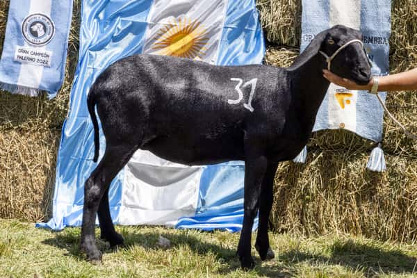 Lote SANTA INES P.P.