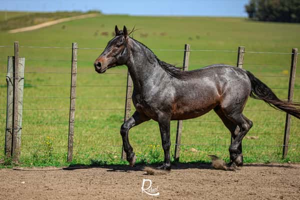 Lote Chalchalero Polo