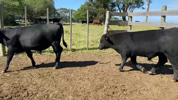 Lote 30 Terneros