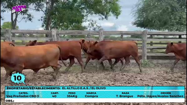 Lote LOTE 10