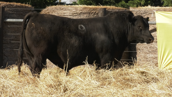 Lote TOROS ANGUS PURO CONTROLADO