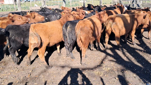 Lote 37 Terneros/as