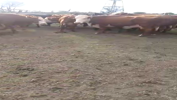 Lote 50 Vacas de invernar en San José de Feliciano, Entre Ríos