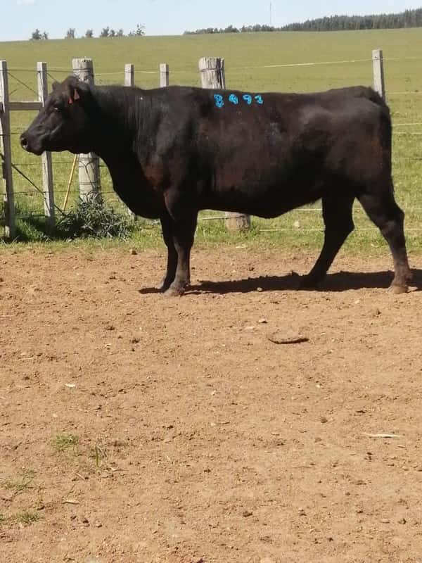 Lote 6 VACAS SA VACIAS