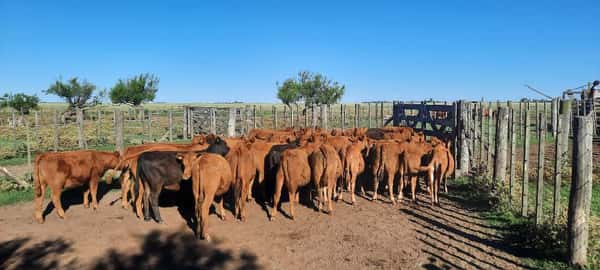 Lote 40 Terneras en Gral. Lamadrid, Buenos Aires