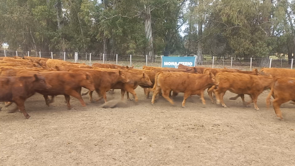 Lote 75 Terneras en Daireaux