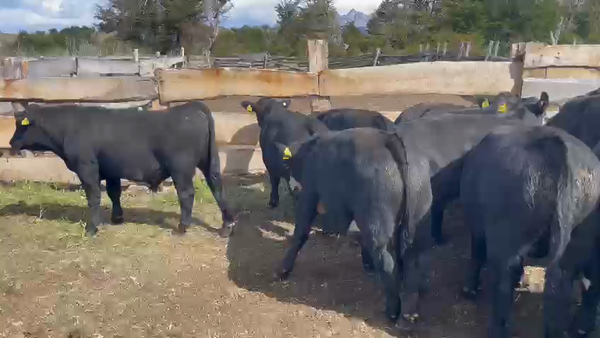 Lote 32 Ternero en Río Ibáñez, XI Región Aysén