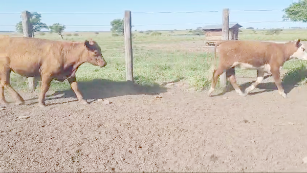 Lote 64 Novillitos