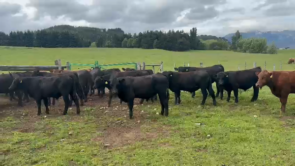 Lote 35 Novillo Engorda en Coyhaique, XI Región Aysén