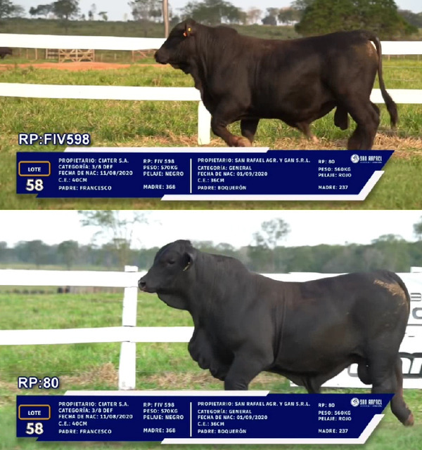 Lote LOTE 58 - DUO