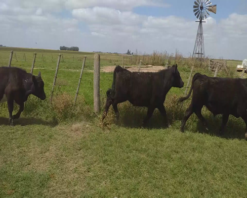 Lote 23 Terneros en Tandil, Buenos Aires