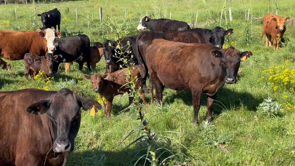 Lote 70 Piezas de cría