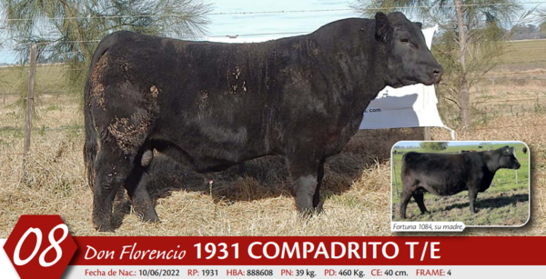 Lote MACHO PP