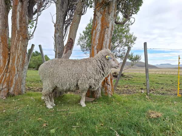 Lote Carnero TOP A, 19-0871