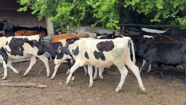 Lote TERNEROS
