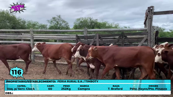 Lote LOTE 116