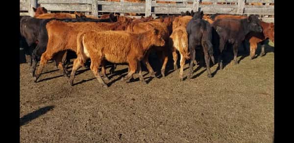 Lote 29 Terneras en Villaguay, Entre Ríos