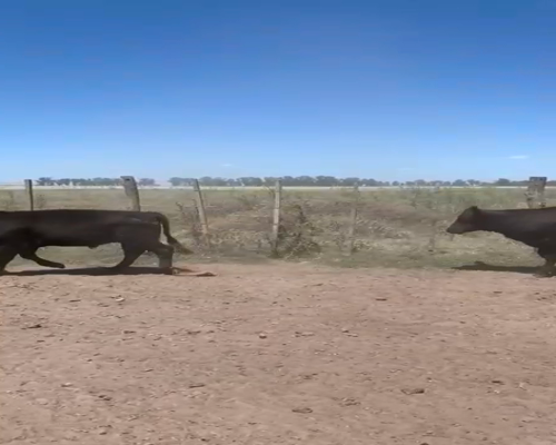 Lote 17 Terneros/as en Gral. Belgrano, Buenos Aires