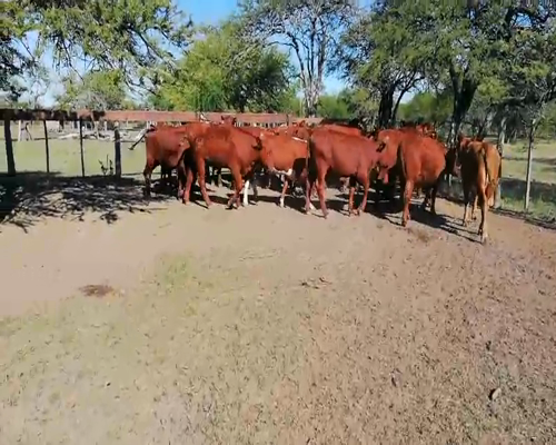 Lote 23 Terneras en Entre Ríos, Federal