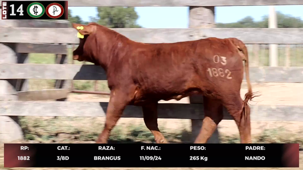 Lote LOTE 14