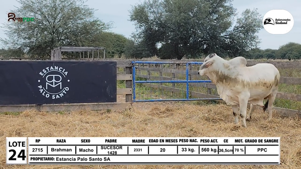 Lote Toros Brahman a remate en Sábado 5 de Julio - Gran Remate de Reproductores PDC, Loma Plata
