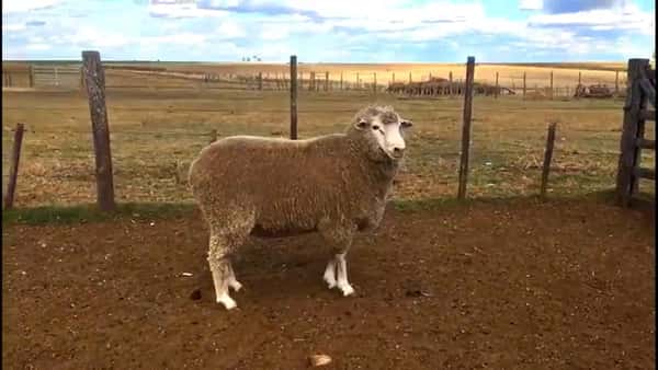 Lote 4 carneros