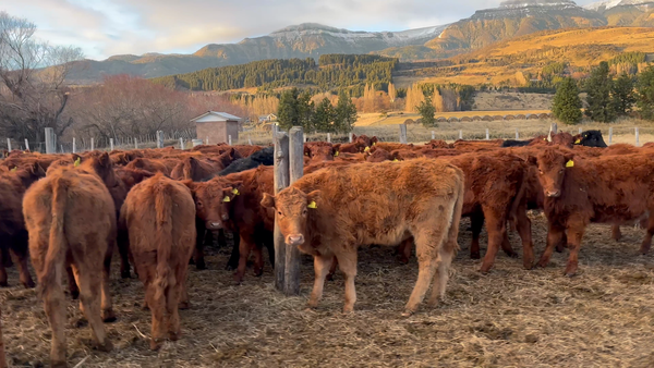 Lote 60 Ternera en Coyhaique, XI Región Aysén