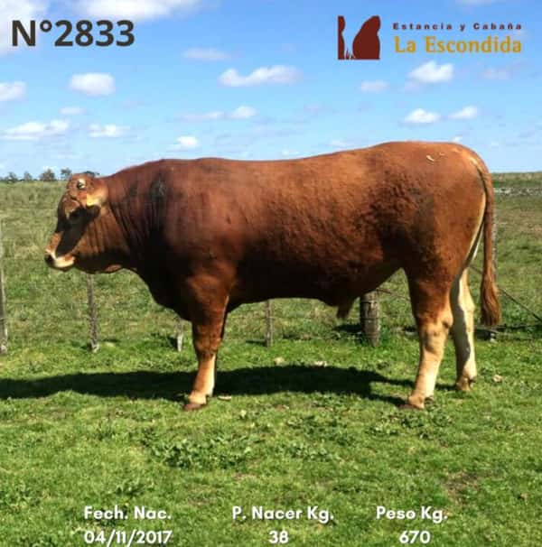 Lote Venta particular de Toros Limousin