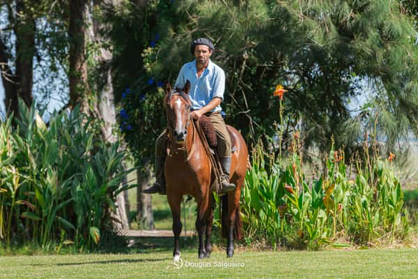 Lote MIMOSA DE LA COLINA