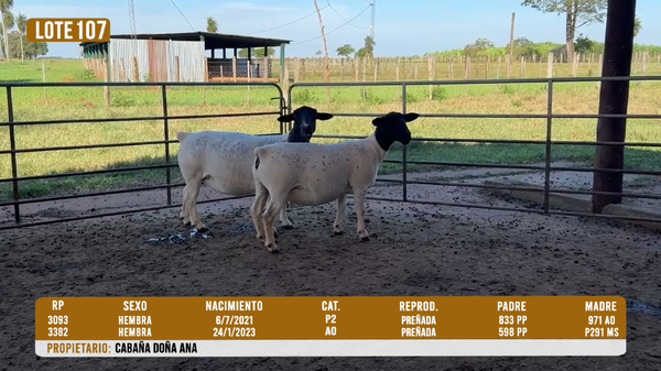 Lote LOTE 107