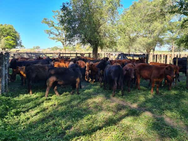 Lote 52 Novillitos en Gral. Lamadrid, Buenos Aires