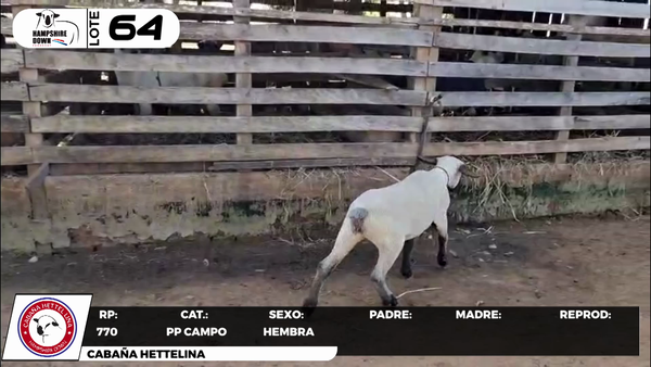 Lote LOTE 64 - CAMPO