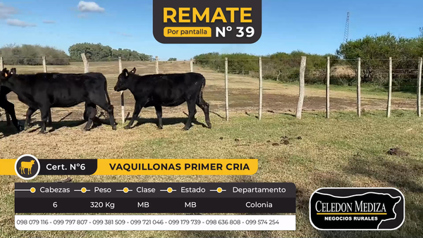 Lote 6 Vaquillonas  en Colonia